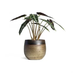 Alocasia Bambino Arrow - Jewel Alocasia -Outlet The Ever Sprout Store Alocasia Bambino Arrow Jewel Alocasia 14x35cm Mya Plant Pot Deep Champagne 18x16cm