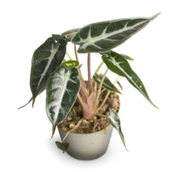 Alocasia Bambino Arrow - Jewel Alocasia -Outlet The Ever Sprout Store Alocasia Bambino Arrow Jewel Alocasia 9x15cm 2