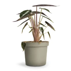 Alocasia Bambino Arrow - Jewel Alocasia -Outlet The Ever Sprout Store Alocasia Bambino Arrow Jewel Alocasia 9x15cm