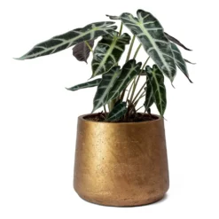 Alocasia Bambino Arrow - Jewel Alocasia -Outlet The Ever Sprout Store Alocasia Bambino Arrow Jewel Alocasia Metallic Copper Patt Plant Pot