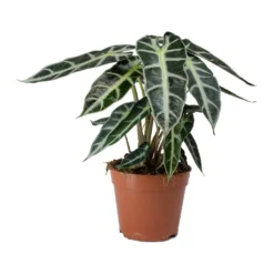 Alocasia Bambino Arrow - Jewel Alocasia -Outlet The Ever Sprout Store Alocasia Bambino Arrow Jewel Alocasia v2