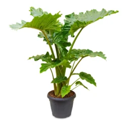 Alocasia Portodora - Upright Elephant Ear 27 Alocasia Portodora - Upright Elephant Ear -Outlet The Ever Sprout Store Alocasia Portodora 35x120cm