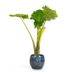 Alocasia Portodora - Upright Elephant Ear 21 Alocasia Portodora - Upright Elephant Ear -Outlet The Ever Sprout Store Alocasia Portodora Upright Elephant Ear 24x90cm Aimee Plant Pot River Blue 33x28cm