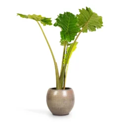 Alocasia Portodora - Upright Elephant Ear 20 Alocasia Portodora - Upright Elephant Ear -Outlet The Ever Sprout Store Alocasia Portodora Upright Elephant Ear 24x90cm Ayla Plant Pot Grey Brushed 37x32cm