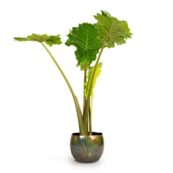 Alocasia Portodora - Upright Elephant Ear 19 Alocasia Portodora - Upright Elephant Ear -Outlet The Ever Sprout Store Alocasia Portodora Upright Elephant Ear 24x90cm Ellen Metal Plant Pots Set3 Vintage Green 4667239b ad7f 42bd aba5 d1754f026680
