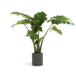 Alocasia Portodora - Upright Elephant Ear 25 Alocasia Portodora - Upright Elephant Ear -Outlet The Ever Sprout Store Alocasia Portodora Upright Elephant Ear 24x90cm Max Refined Planter Pine Green 29x29.5cm