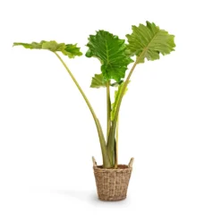 Alocasia Portodora - Upright Elephant Ear 22 Alocasia Portodora - Upright Elephant Ear -Outlet The Ever Sprout Store Alocasia Portodora Upright Elephant Ear 24x90cm Nanna Wikr Plant Basket Natural 30x32cm