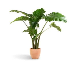 Alocasia Portodora - Upright Elephant Ear 18 Alocasia Portodora - Upright Elephant Ear -Outlet The Ever Sprout Store Alocasia Portodora Upright Elephant Ear 24x90cm Terracotta Plant Pot 30x26cm