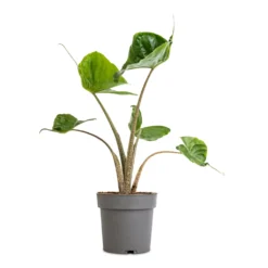 Alocasia Stingray - Elephant Ear 19 Alocasia Stingray - Elephant Ear -Outlet The Ever Sprout Store Alocasia Stingray Elephant Ear 13x40cm