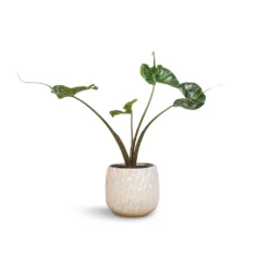 Arles Leaf Plant Pot - White -Outlet The Ever Sprout Store Alocasia Stingray Elephant Ear 17x65cm Arles Leaf Plant Pot White 20x20cm
