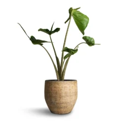 Alocasia Stingray - Elephant Ear 29 Alocasia Stingray - Elephant Ear -Outlet The Ever Sprout Store Alocasia Stingray Elephant Ear 17x65cm Emmy Plant Pot Camel 22x20cm