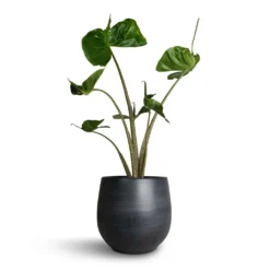 Alocasia Stingray - Elephant Ear 26 Alocasia Stingray - Elephant Ear -Outlet The Ever Sprout Store Alocasia Stingray Elephant Ear 17x65cm Esra Plant Pot Graphite 22x20cm