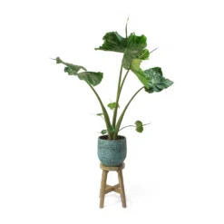 Alocasia Stingray - Elephant Ear 32 Alocasia Stingray - Elephant Ear -Outlet The Ever Sprout Store Alocasia Stingray Elephant Ear Evi Antique Bronze Plant Pot