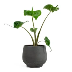 Alocasia Stingray - Elephant Ear 28 Alocasia Stingray - Elephant Ear -Outlet The Ever Sprout Store Alocasia Stingray Elephant Ear Mini Pixie Plant Pot Black Washed 3d039430 b95e 4427 91ac 0a4309c5d871