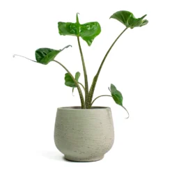 Alocasia Stingray - Elephant Ear 30 Alocasia Stingray - Elephant Ear -Outlet The Ever Sprout Store Alocasia Stingray Elephant Ear Mini Pixie Plant Pot Grey Washed 9a0a6251 aef9 4d2c a90c 7fc8eff25538