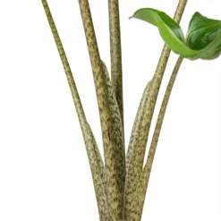 Alocasia Stingray - Elephant Ear 20 Alocasia Stingray - Elephant Ear -Outlet The Ever Sprout Store Alocasia Stingray Elephant Ear Stems