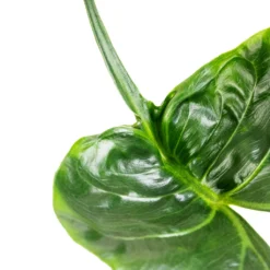 Alocasia Stingray - Elephant Ear 22 Alocasia Stingray - Elephant Ear -Outlet The Ever Sprout Store Alocasia Stingray Elephant Ear Swatch 3