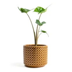 Alocasia Stingray - Elephant Ear 27 Alocasia Stingray - Elephant Ear -Outlet The Ever Sprout Store Alocasia Stingray Elephant Ear Thies Plant Pot Mustard 489ff64e cd0c 4143 9fca 372bb3c563f5