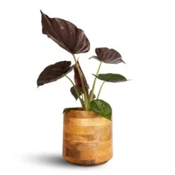 Helle Plant Pot - Natural -Outlet The Ever Sprout Store Alocasia Wentii Hardy Elephant Ear 19x65cm Helle Plant Pot Natural 26x25cm e8c24fc5 f22f 4f84 bacc d255303853b5