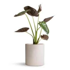 Max Refined Planter - Natural White -Outlet The Ever Sprout Store Alocasia Wentii Hardy Elephant Ear 19x65cm Max Refined Planter Natural White 29x29.5cm d4ea101c 622f 46d9 991b b420903e5507
