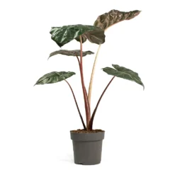 Alocasia Yucatan Princess - Elephant Ear -Outlet The Ever Sprout Store Alocasia Yucatan Princess Elephant Ear 17cm 002