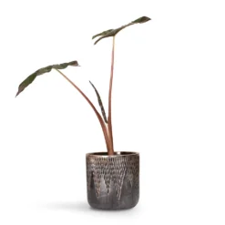 Alocasia Yucatan Princess - Elephant Ear -Outlet The Ever Sprout Store Alocasia Yucatan Princess Elephant Ear 17x65cm Luxe Lite Comet Cylinder Planter Bronze 28x27cm