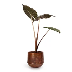 Alocasia Yucatan Princess - Elephant Ear -Outlet The Ever Sprout Store Alocasia Yucatan Princess Elephant Ear 17x65cm Noud Plant Pot Copper 26x22cm 2fc8507c 9e2c 4d34 89b0 ec915738e474