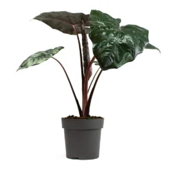 Alocasia Yucatan Princess - Elephant Ear -Outlet The Ever Sprout Store Alocasia Yucatan Princess Elephant Ear 19cm
