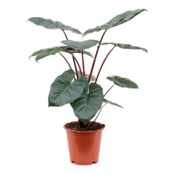 Alocasia Yucatan Princess - Elephant Ear -Outlet The Ever Sprout Store Alocasia Yucatan Princess Elephant Ear