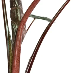 Alocasia Yucatan Princess - Elephant Ear -Outlet The Ever Sprout Store Alocasia Yucatan Princess Elephant Ear Close Up Stems