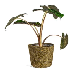 Alocasia Yucatan Princess - Elephant Ear -Outlet The Ever Sprout Store Alocasia Yucatan Princess Elephant Ear selin Plant Basket Camel plant pot