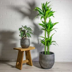 Dracaena Fragrans Janet Craig - Multi Stem 19 Dracaena Fragrans Janet Craig - Multi Stem -Outlet The Ever Sprout Store Alocasia amazonica Polly Elephant Ear Dracaena fragrans Janet Craig Multi Stem Evi Plant Pot Midnight Black 1889a055 507c 4744 9f2c 3bb8fc8e0d27