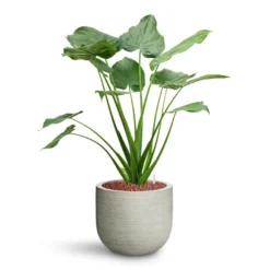 Alocasia Cucullata - Hooded Dwarf Elephant Ear - HydroCare 24 Alocasia Cucullata - Hooded Dwarf Elephant Ear - HydroCare -Outlet The Ever Sprout Store Alocasia cucullata Hooded Dwarf Elephant Ear HydroCare Cody Plant Pot Ridged Cement