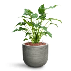 Alocasia Cucullata - Hooded Dwarf Elephant Ear - HydroCare 28 Alocasia Cucullata - Hooded Dwarf Elephant Ear - HydroCare -Outlet The Ever Sprout Store Alocasia cucullata Hooded Dwarf Elephant Ear HydroCare Cody Plant Pot Ridged Dark Grey