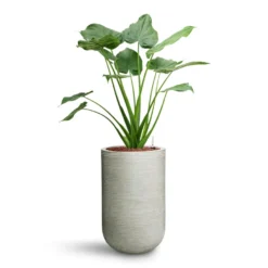 Cody Plant Vase - Ridged Cement -Outlet The Ever Sprout Store Alocasia cucullata Hooded Dwarf Elephant Ear HydroCare Cody Plant Vase Ridged Cement 53311a7c c5fe 4cb5 81ec 0b5e78a179fa