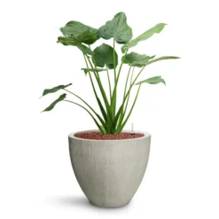 Alocasia Cucullata - Hooded Dwarf Elephant Ear - HydroCare 26 Alocasia Cucullata - Hooded Dwarf Elephant Ear - HydroCare -Outlet The Ever Sprout Store Alocasia cucullata Hooded Dwarf Elephant Ear HydroCare Jesslyn Plant Pot Ridged Cement
