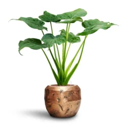 Alocasia Cucullata - Hooded Dwarf Elephant Ear - HydroCare 19 Alocasia Cucullata - Hooded Dwarf Elephant Ear - HydroCare -Outlet The Ever Sprout Store Alocasia cucullata Hooded Dwarf Elephant Ear HydroCare Opus Raw Couple Planter Gold