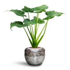 Alocasia Cucullata - Hooded Dwarf Elephant Ear - HydroCare 25 Alocasia Cucullata - Hooded Dwarf Elephant Ear - HydroCare -Outlet The Ever Sprout Store Alocasia cucullata Hooded Dwarf Elephant Ear HydroCare Opus Raw Couple Planter Silver