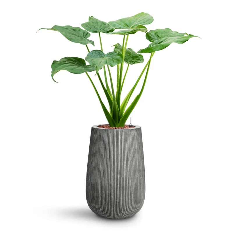 Patt High Plant Vase - Ridged Dark Grey 8 Patt High Plant Vase - Ridged Dark Grey - Image 8