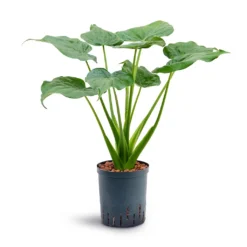 Alocasia Cucullata - Hooded Dwarf Elephant Ear - HydroCare 20 Alocasia Cucullata - Hooded Dwarf Elephant Ear - HydroCare -Outlet The Ever Sprout Store Alocasia cucullata Hooded Dwarf Elephant Ear Hydroculture 18 19x70cm