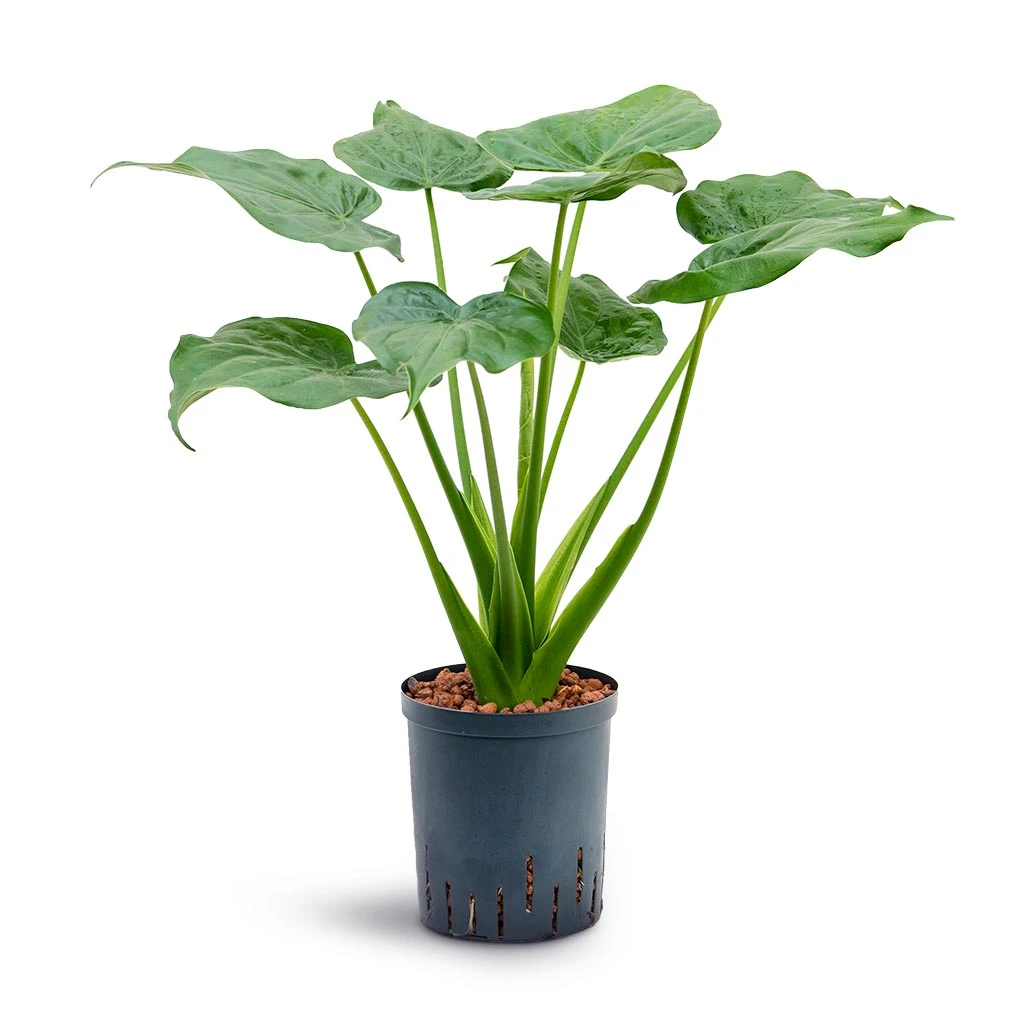 Alocasia Cucullata - Hooded Dwarf Elephant Ear - HydroCare 4 Alocasia Cucullata - Hooded Dwarf Elephant Ear - HydroCare - Image 4
