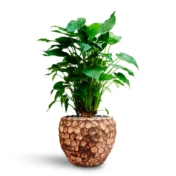 Alocasia Cucullata - Hooded Dwarf Elephant Ear - HydroCare 31 Alocasia Cucullata - Hooded Dwarf Elephant Ear - HydroCare -Outlet The Ever Sprout Store Alocasia cucullata Hooded Dwarf Elephant Ear HydrocultureFacets Couple Planter Into Coco