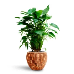 Alocasia Cucullata - Hooded Dwarf Elephant Ear - HydroCare 33 Alocasia Cucullata - Hooded Dwarf Elephant Ear - HydroCare -Outlet The Ever Sprout Store Alocasia cucullata Hooded Dwarf Elephant Ear HydrocultureFacets Couple Planter Jenga