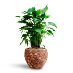Alocasia Cucullata - Hooded Dwarf Elephant Ear - HydroCare 32 Alocasia Cucullata - Hooded Dwarf Elephant Ear - HydroCare -Outlet The Ever Sprout Store Alocasia cucullata Hooded Dwarf Elephant Ear HydrocultureFacets Couple Planter Out Of Coco