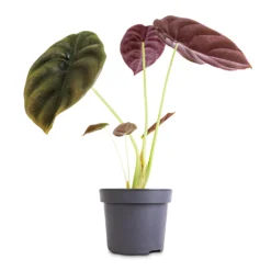 Alocasia Cuprea Red Secret - Elephant Ear -Outlet The Ever Sprout Store Alocasia cuprea Red Secret Elephant Ear 12x25cm 1
