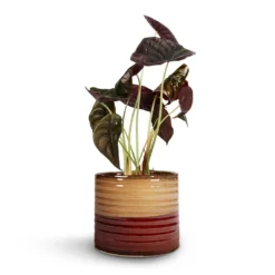 Alocasia Cuprea Red Secret - Elephant Ear -Outlet The Ever Sprout Store Alocasia cuprea Red Secret Elephant Ear 12x25cm Didi Plant Pot Rustic Red Dip