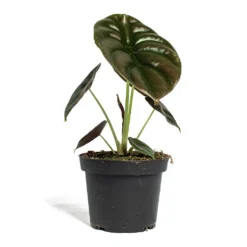 Alocasia Cuprea Red Secret - Elephant Ear -Outlet The Ever Sprout Store Alocasia cuprea Red Secret Elephant Ear 13cm New