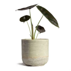 Alocasia Cuprea Red Secret - Elephant Ear -Outlet The Ever Sprout Store Alocasia cuprea Red Secret Elephant Ear 13x28cm Issa Plant Pot Light Grey 15x15cm