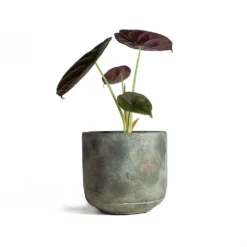 Alocasia Cuprea Red Secret - Elephant Ear -Outlet The Ever Sprout Store Alocasia cuprea Red Secret Elephant Ear 13x28cm Saar Plant Pot Earth Cement 16x15cm