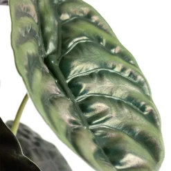 Alocasia Cuprea Red Secret - Elephant Ear -Outlet The Ever Sprout Store Alocasia cuprea Red Secret Elephant Ear Close Up